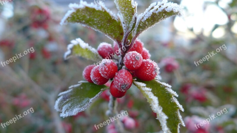 Late Autumn Ripe Hoarfrost Berries Red