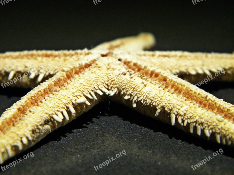 Starfish Star Sea Vacations Lake