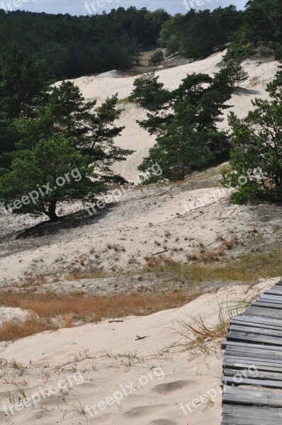 Dune The Coast Sand Tree Vegetation