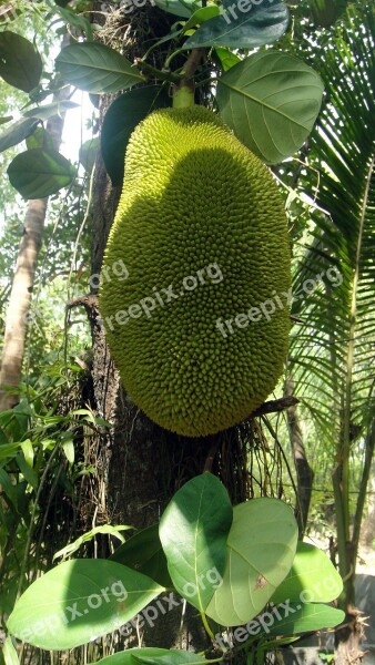 Fruit Spikes Jackfruit Green Plants