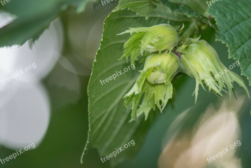 Three Nuts Leaves Green Bokeh