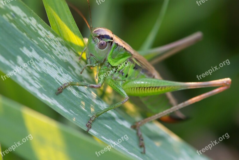 Grasshopper Meadow Grass Insects Jumping