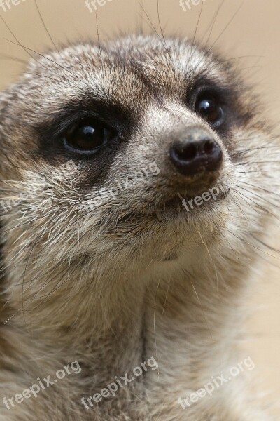 Small Eyes Cute Creature Meerkat