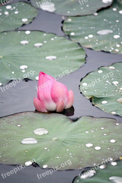 Pink Lotus Flower Faded Green Leaves Old Lotus Leaf Dying Lotus Bud