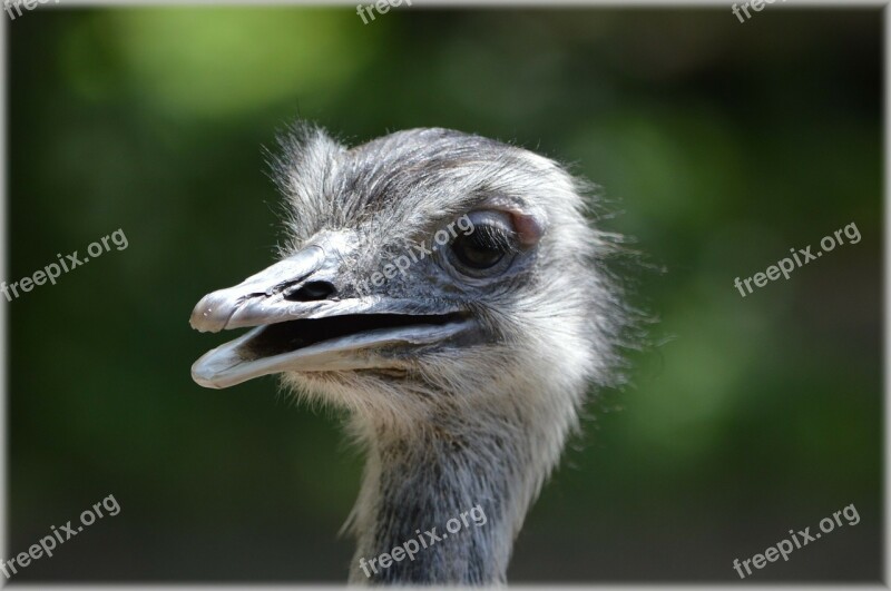 Ostrich Animal Nature Runner Artis Zoo