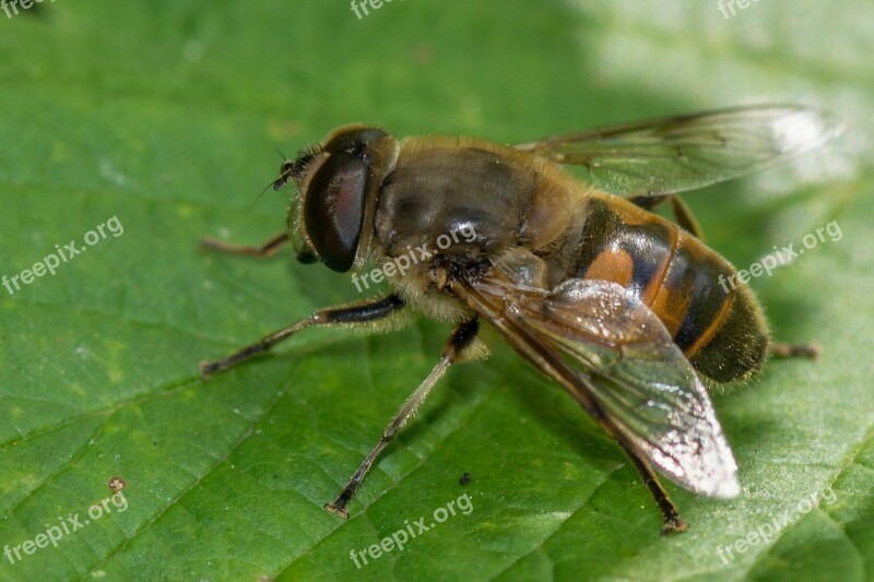 Bee Macro Detail Wings Insects