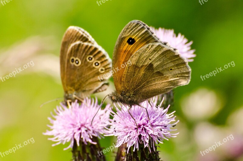 Butterflies Butterfly Insect Flower Season