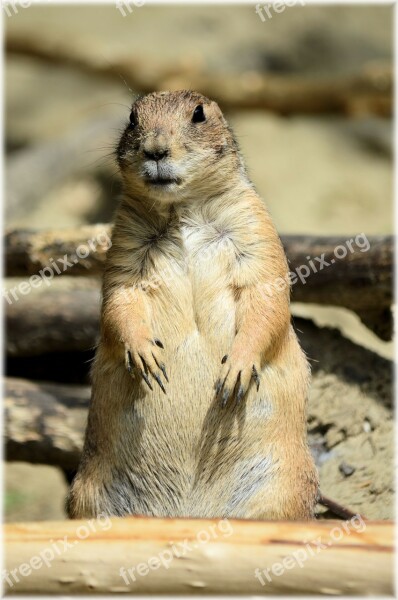 Prairie Dog Prairie Rodent Animal Nature