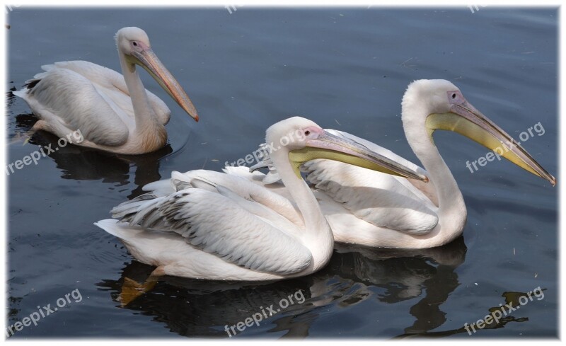 Pelican Pink Young Nature Bird