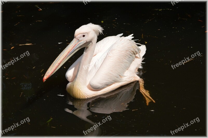 Pelican Pink Young Nature Bird