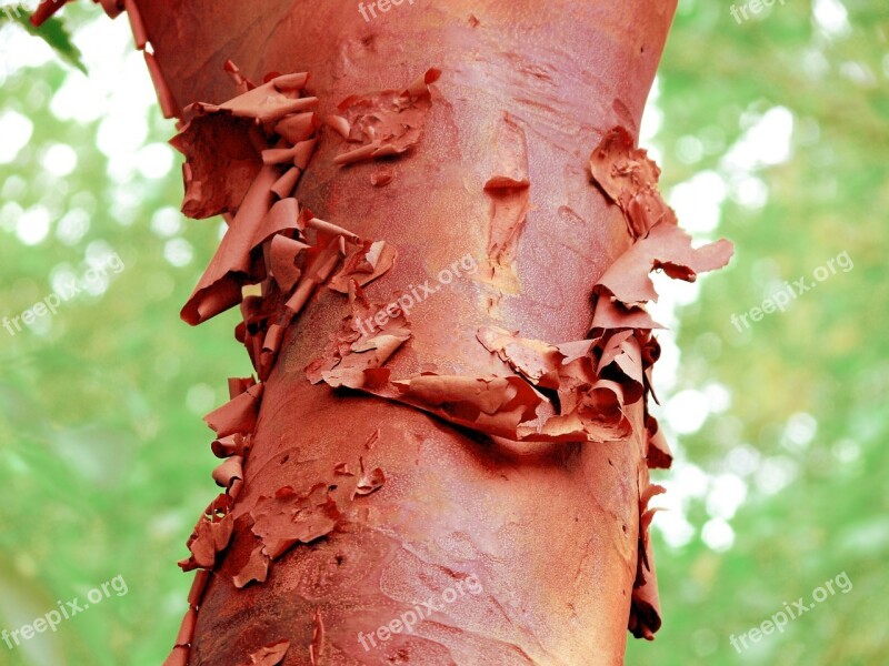 Bark Peeling Red Tree Curl