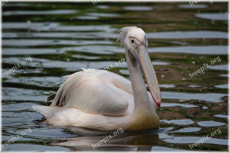 Pelican Pink Young Nature Bird