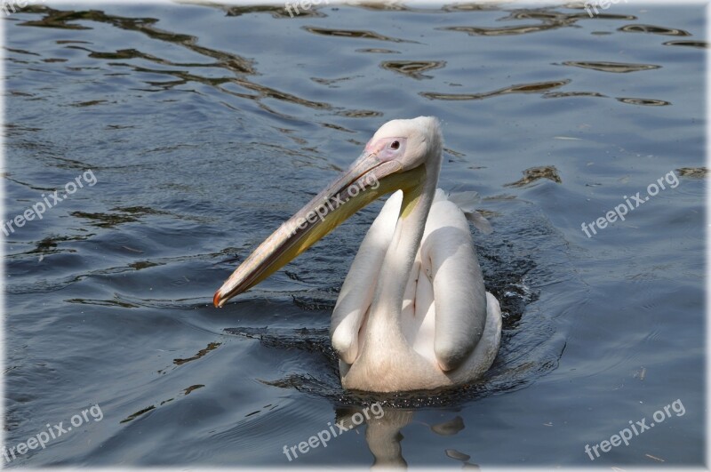 Pelican Pink Young Nature Bird