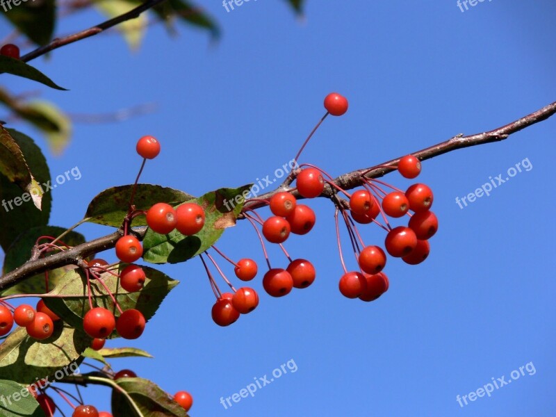 Berries Red Blue Azure Sky