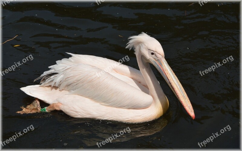 Pelican Pink Young Nature Bird