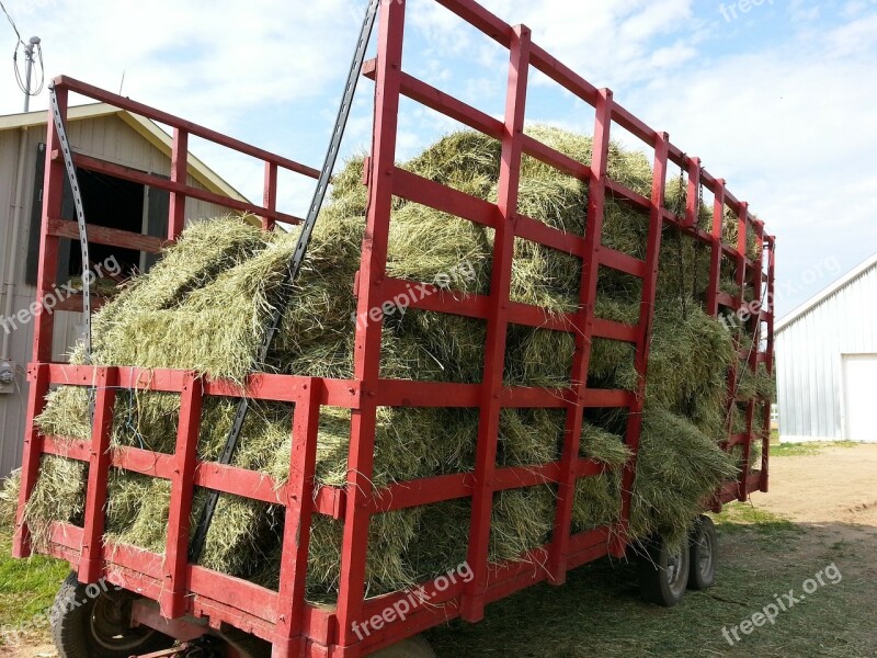 Hay Food Foods Animal Feed