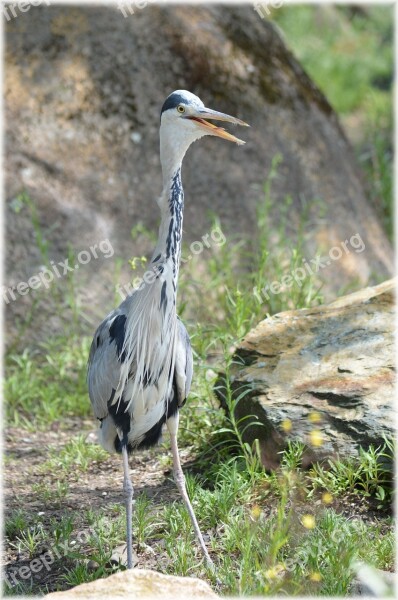 Heron Bird Animal Nature Silver