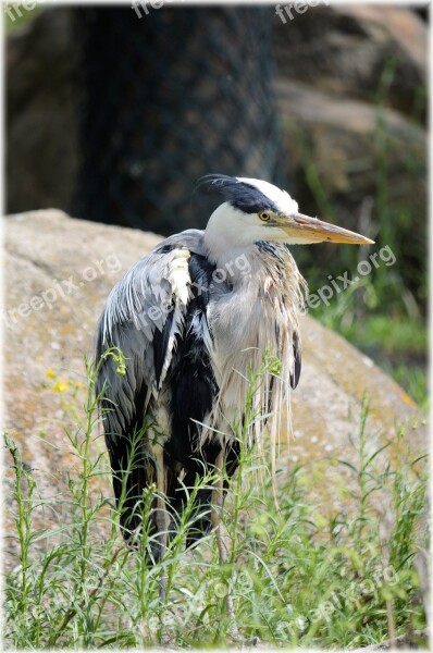 Heron Bird Animal Nature Silver