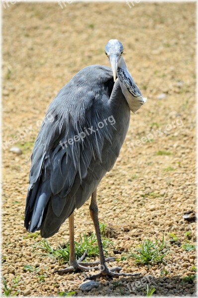 Heron Bird Animal Nature Silver