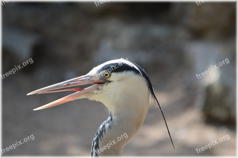 Heron Bird Animal Nature Silver