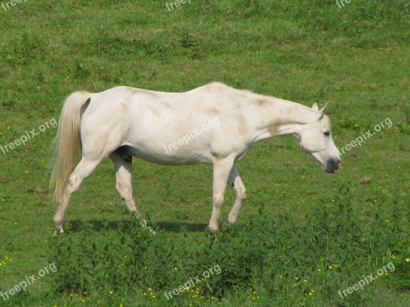 Horse White Mare Foal Meadow