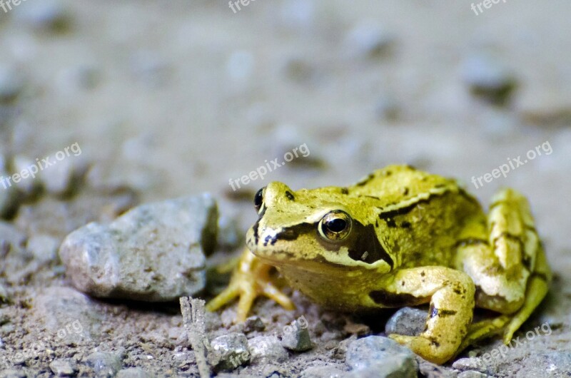 Frog Pet Wet Green Zoology