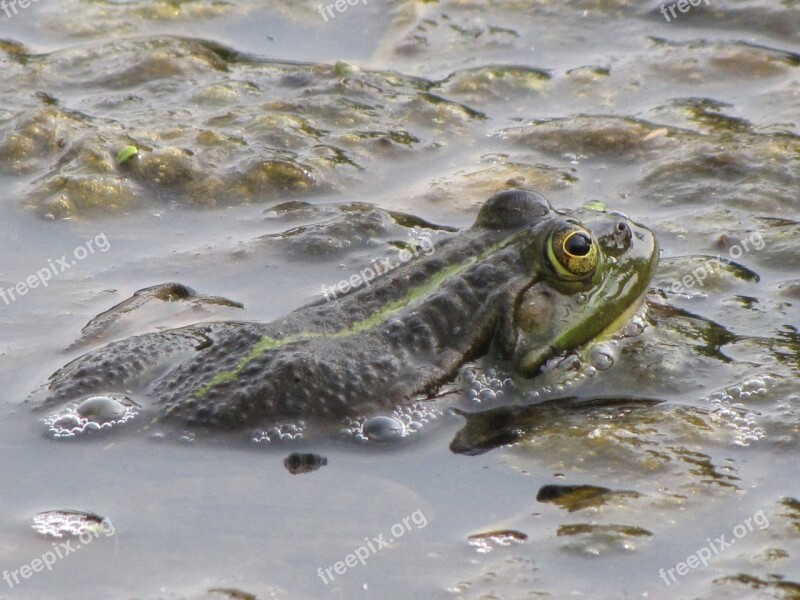 Frog Toad Green Animal Vertebrate