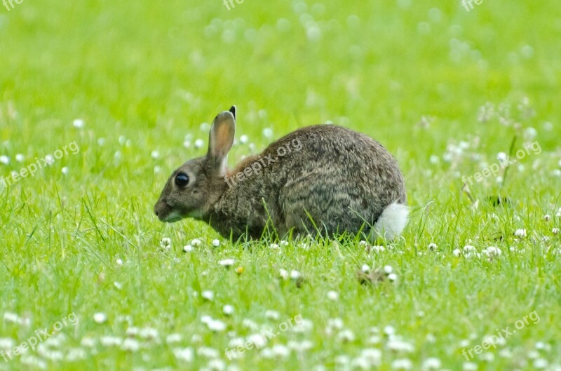 Rabbit Mammal Green Spring Brown