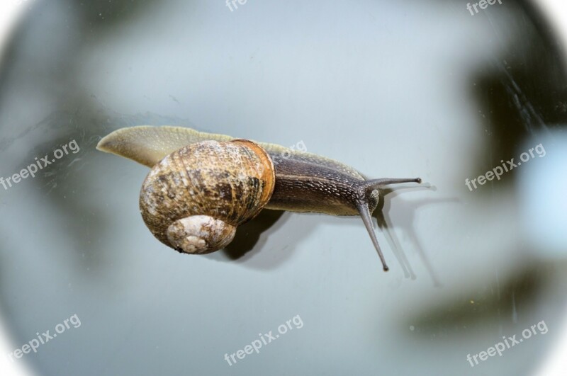 Snail Animal Nature Window Home