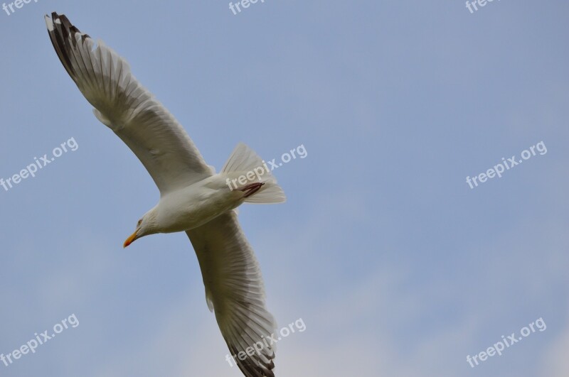 Bird Seabird Seagull Animal Nature