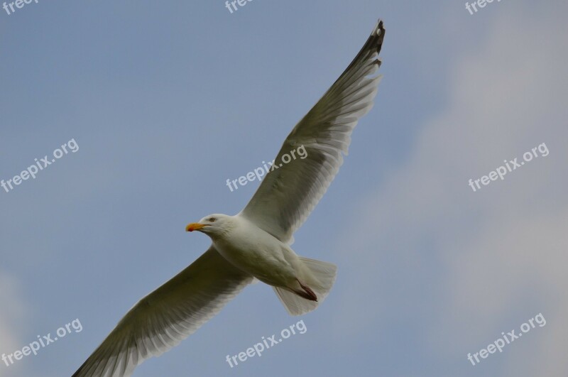 Bird Seabird Seagull Animal Nature