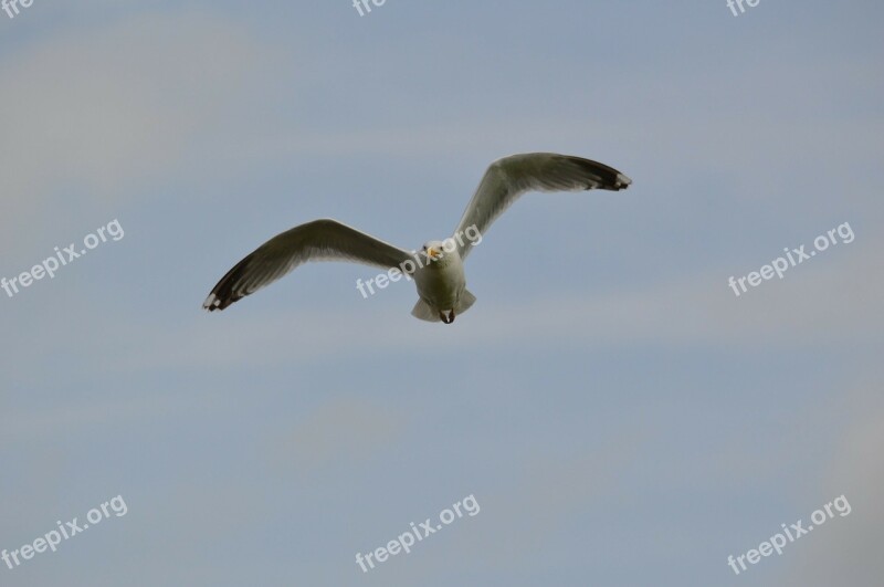 Bird Seabird Seagull Animal Nature