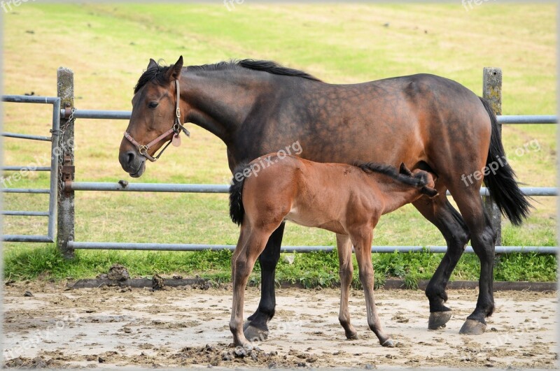 Farm Horse Horses Foal Foals