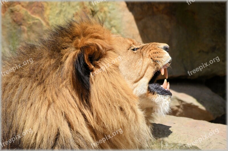 Lion Lioness Wildlife Hunter Animal