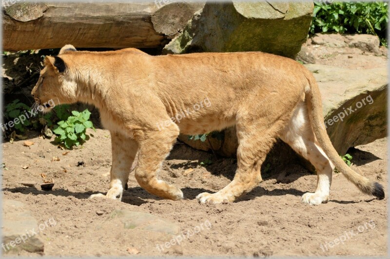 Lion Lioness Wildlife Hunter Animal