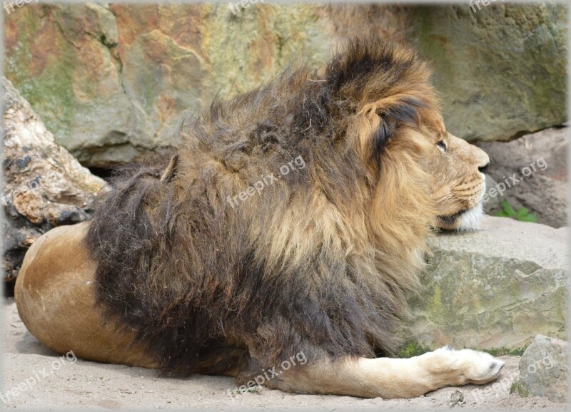 Lion Lioness Wildlife Hunter Animal