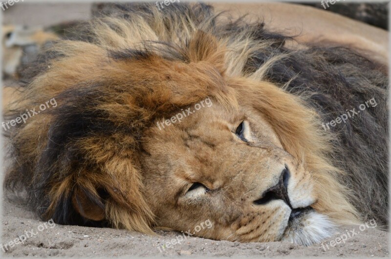 Lion Lioness Wildlife Hunter Animal