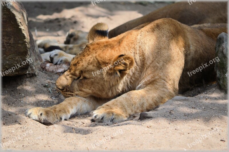 Lion Lioness Wildlife Hunter Animal