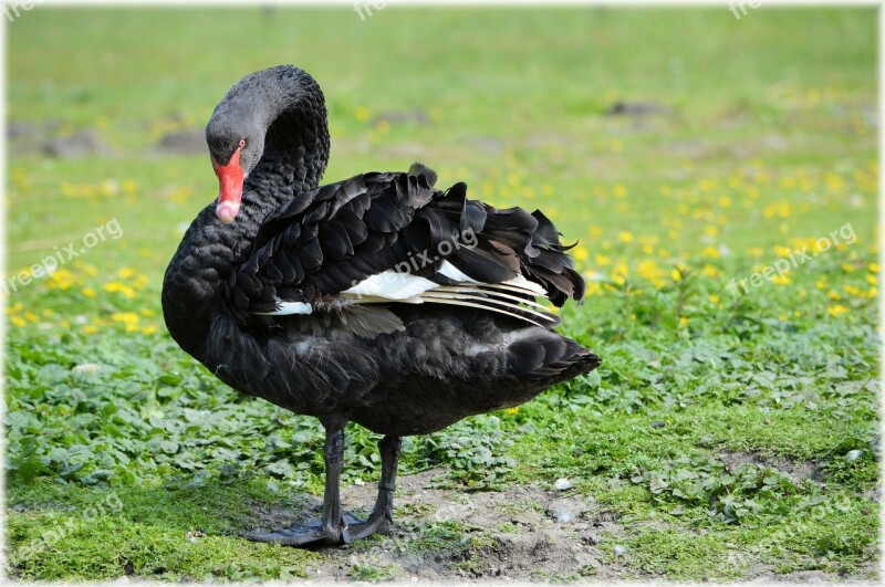 Black Ballet Dance Water Bird