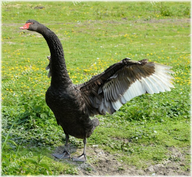 Black Ballet Dance Water Bird