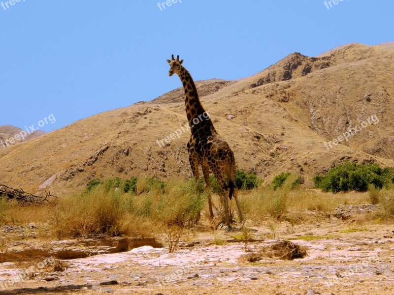 Giraffe Hills Foothills Heat Sun