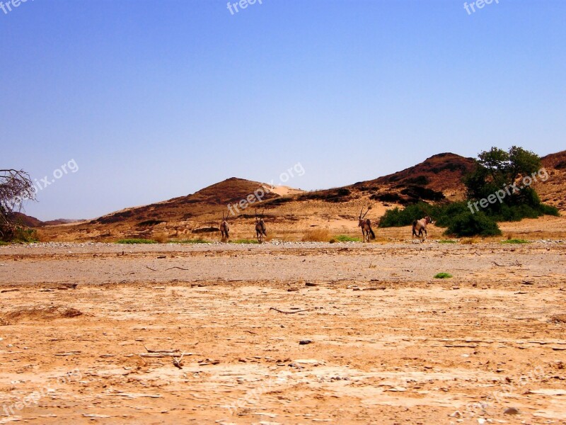 Oryx Herd Desert Shade Tree