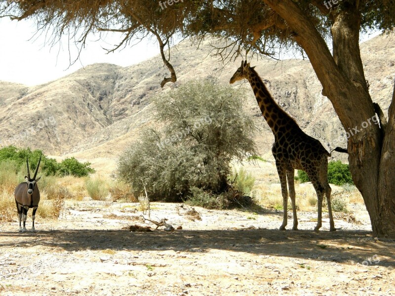 Giraffe Oryx Shade Tree Shelter