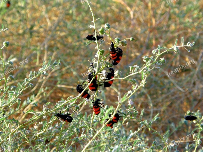 Beetle Bush Leaf Red Black