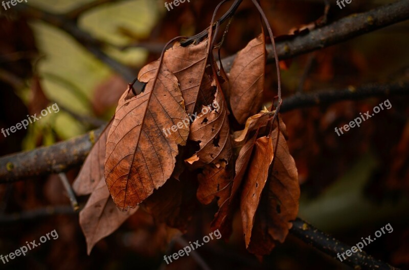 Dry Leaves Leaves Autumn Tree Fall