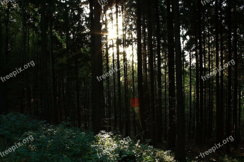 October Autumn Forest Golden Autumn Golden October