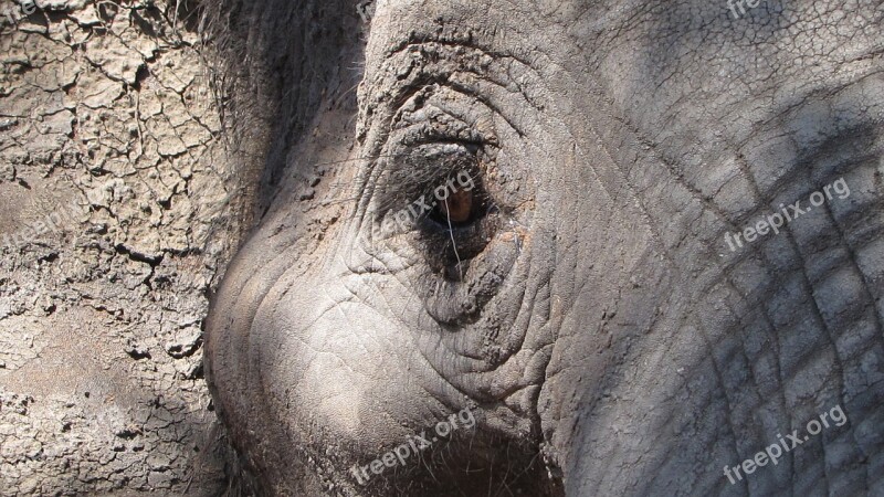 Elephant Eye Africa Close Up Animal