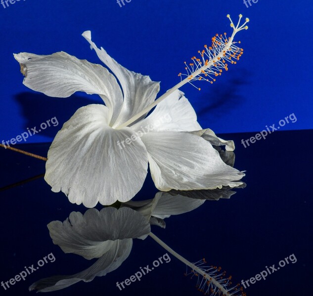 Hibiscus Blossom Bloom Flower White