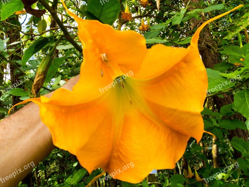 Blossom Bloom Yellow Angel Trumpet Brugmansia Aurea