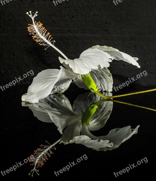 Hibiscus Blossom Bloom Flower White